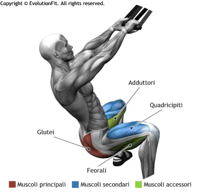 Trx glutei